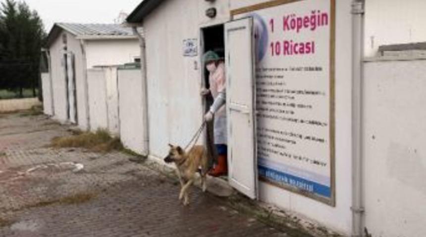 Yaralı Köpek Büyükşehir Sayesinde Sağlığına Kavuştu
