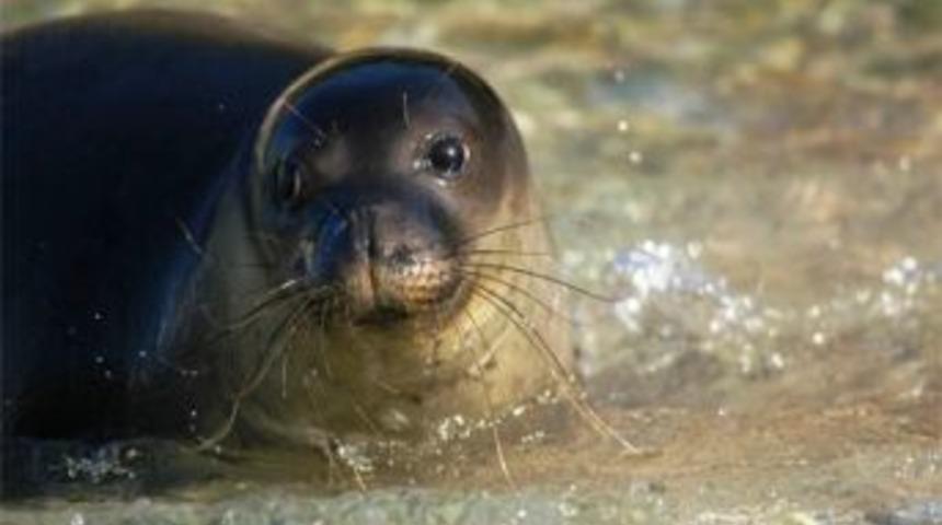 Akdeniz Foku İ&ccedil;in Tehditler Endişelendiriyor