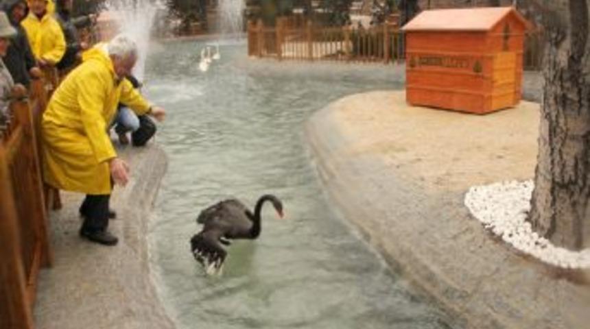 Kuğulupark, Kuğularına Kavuştu