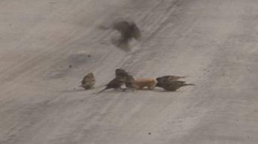 Kuşların Ekmek Kavgası