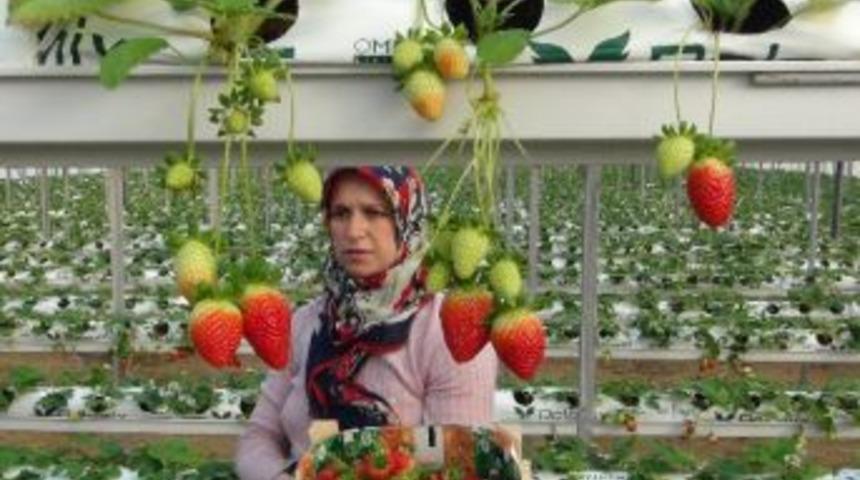 Topraksız &Uuml;retilen &Ccedil;ilekte İlk Hasat