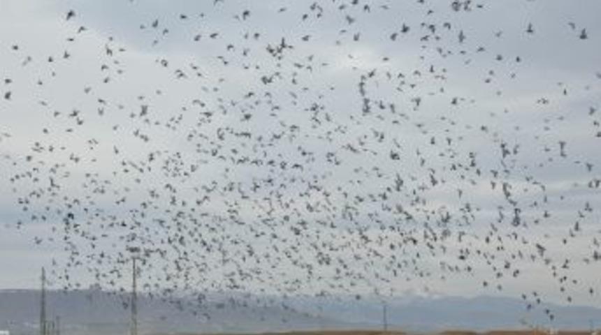 Yerk&ouml;y&rsquo;de G&uuml;vercinlerin Yem Arayışı