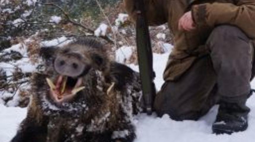 Alman Avcılar, Başkent'te Yaban Domuzu Avına &Ccedil;ıktı