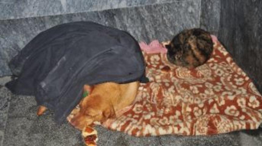 Ezeli Düşmanları Soğuk Birleştirdi