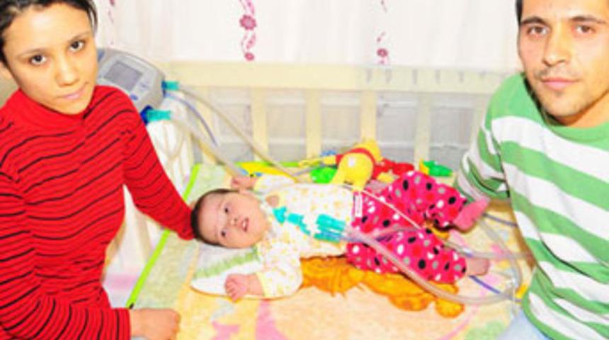 Akciğeri ile kalbi arasında ana damarı yok!