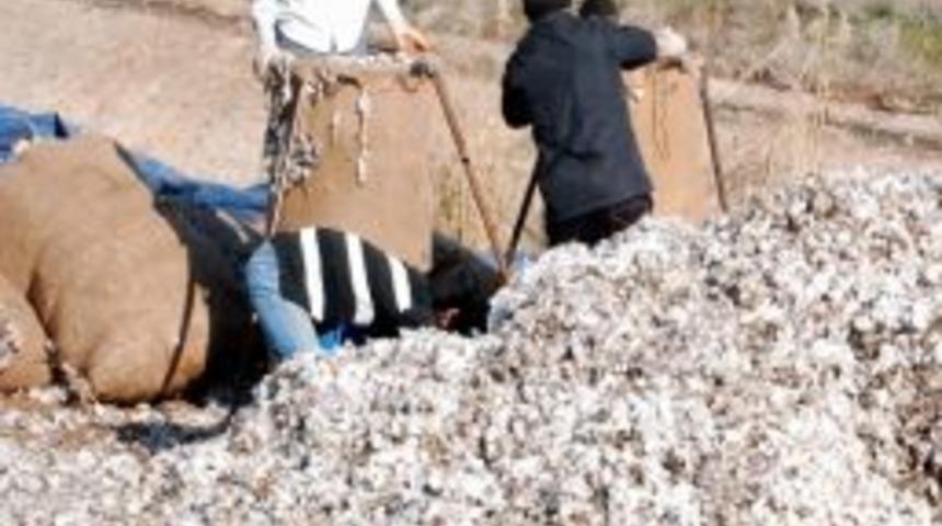 Pamuğun &Ccedil;&ouml;p&uuml; Bile Para Ediyor