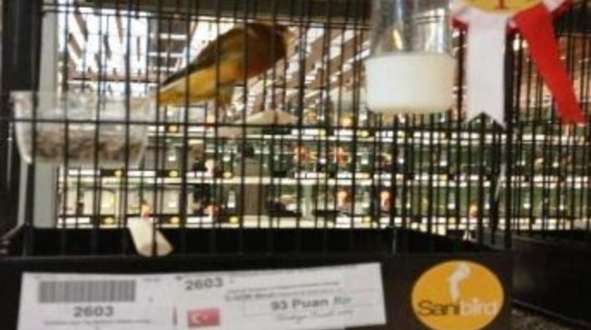 Edremit&rsquo;in Kanaryaları Bel&ccedil;ika&rsquo;da Yarışacak