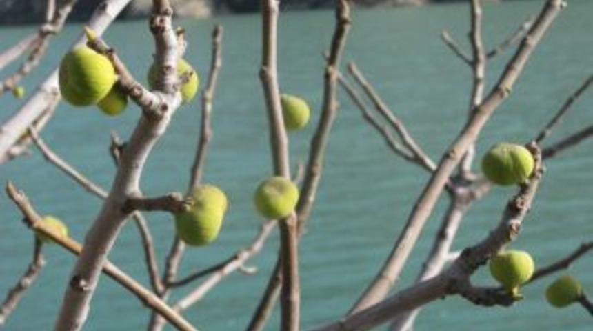 Araban&rsquo;da Ocak Ayında İncir Ağacı Meyve Verdi