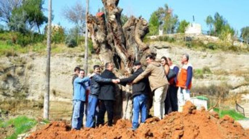 250 Yıllık Dut Ağacı, Yer Değiştirdi