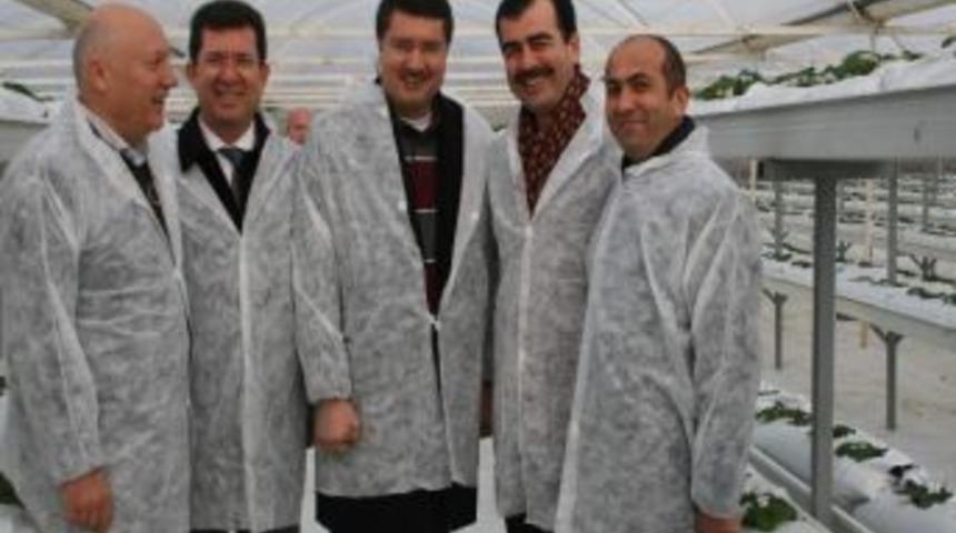Aydın&rsquo;da Topraksız &Ccedil;ilek &Uuml;retimi &Ccedil;alışmaları