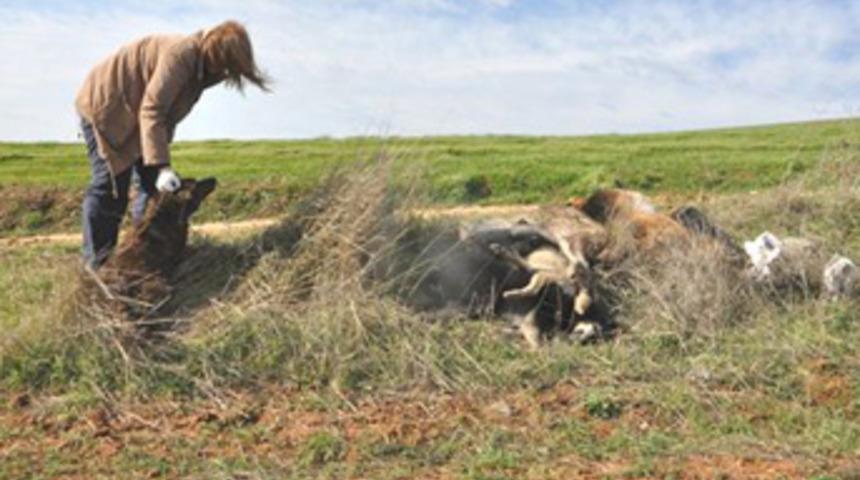 B&uuml;y&uuml;k&ccedil;ekmece&rsquo;de k&ouml;pek katliamı!