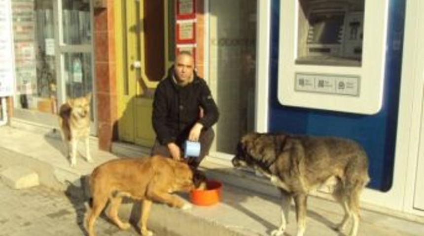 Gemlik'te Sokak Hayvanları Unutulmadı