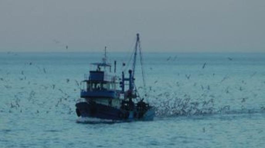 Martıların Tekne Arkasında Avlanması