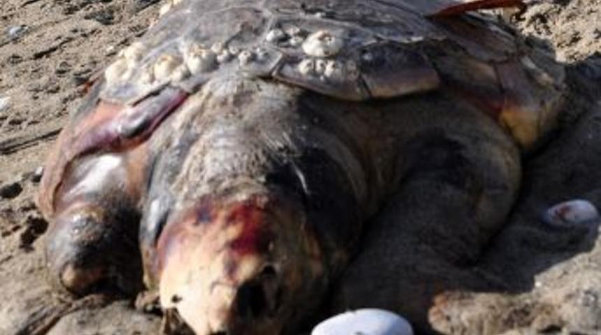 Nesli Yok Olmaya Y&uuml;z Tutan &lsquo;Caretta Caretta&rsquo; &Ouml;l&uuml;s&uuml; Sahile Vurdu
