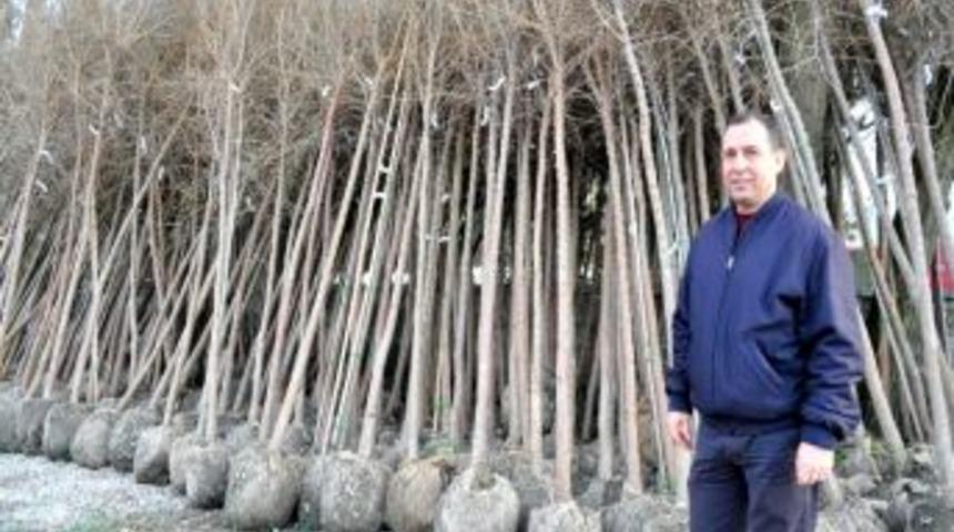 Karaağa&ccedil; Yoluna 250 Adet Karaağa&ccedil; Dikilecek