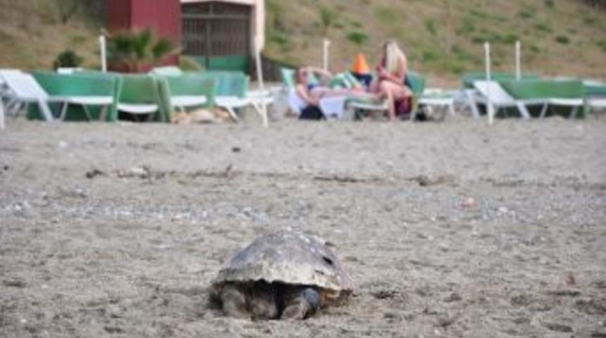 &Ouml;l&uuml; Caretta Sahile Vurdu