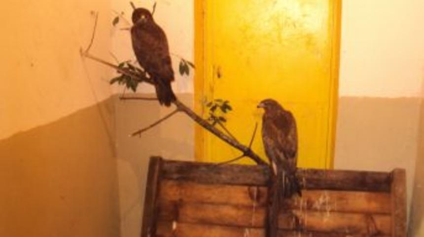 3 Yaralı Doğandan Ikisi, Tedavisinin Ardından Doğaya Salındı