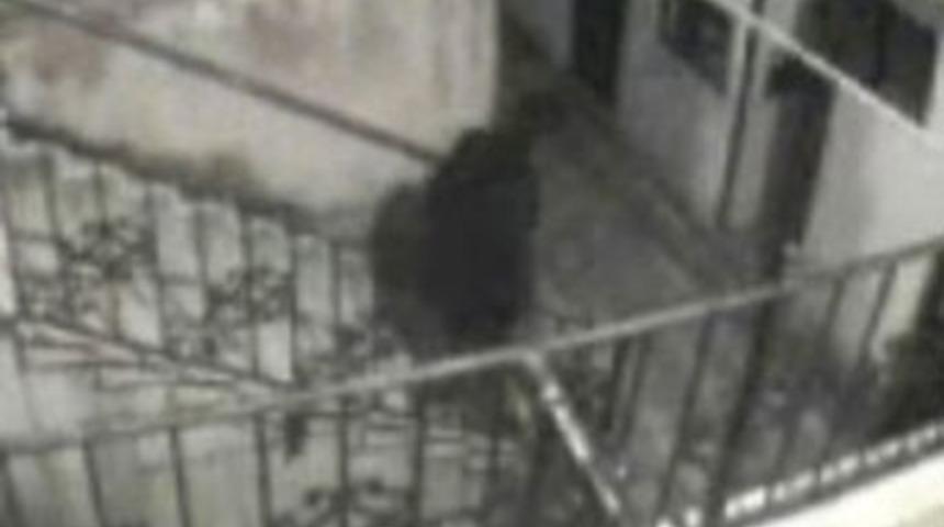 İmamdan hırsızlara meydan dayağı