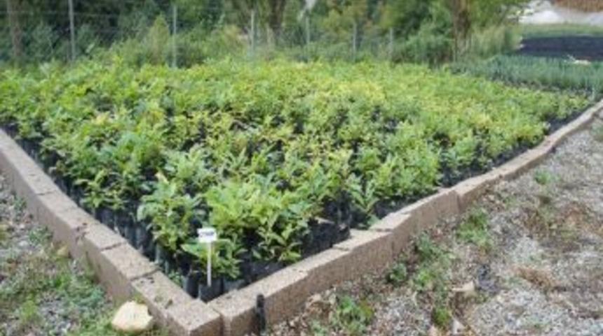 Bölgenin Orman Fidanı İhtiyacını Kastamonu Karşılıyor