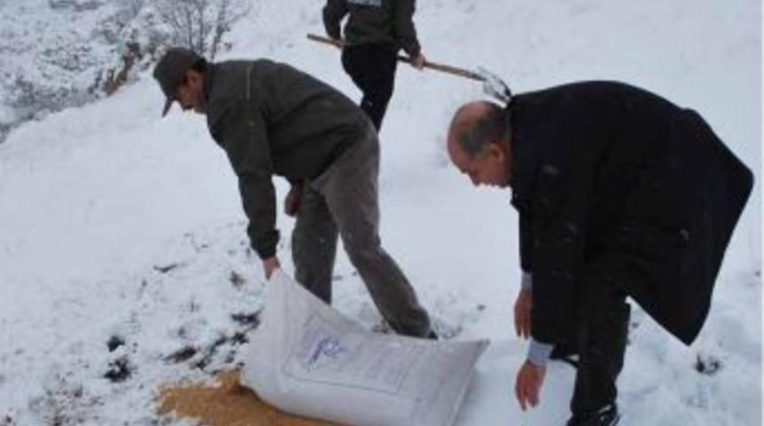 Batman'da Yaban Hayatı I&ccedil;in Yemleme &Ccedil;alışması