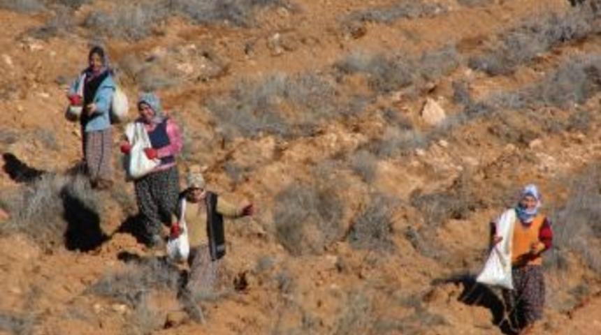 Toroslara İlk Kez Taneli Sedir Tohumu Atıldı