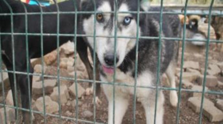 Marmaris'te K&ouml;pek Barınakları Yabancılar Tarafından Yenileniyor