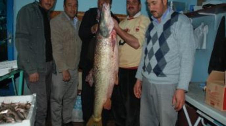 Dev Turna Balığı Vatandaşların İlgi Odağı Oldu