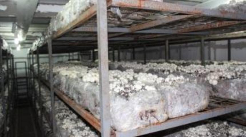 Mantarlar Bilin&ccedil;li Yetiştirilecek Ve Toplanacak