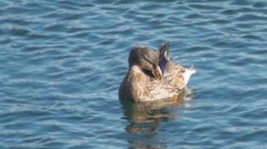 Avcılara Karşı Şafak Baskınları Aralıksız Devam Ediyor
