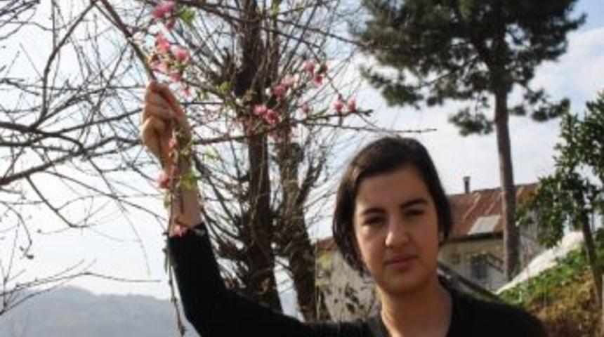 Yalancı Bahar, Şeftali Ağacını Şaşırttı