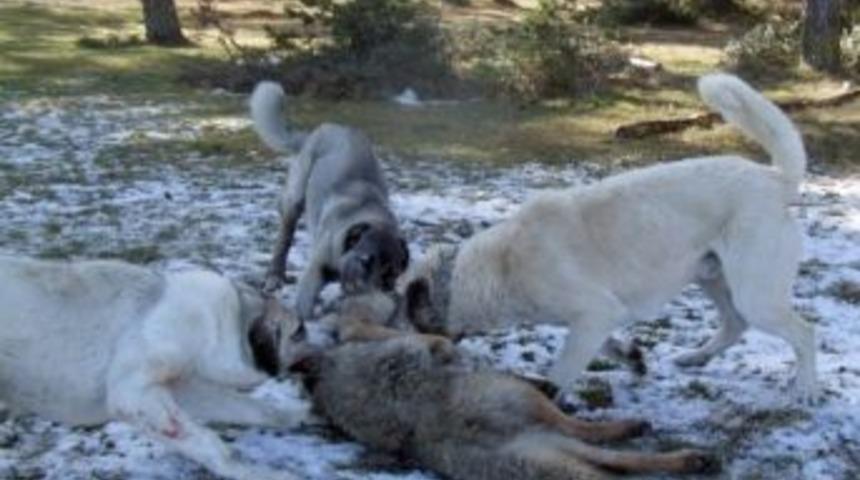 Yabani Hayvanlar Yanlış K&ouml;ye İndi