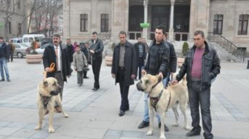 EMITT Fuarı'nda 'Malaklı' K&ouml;pekleri Aksaray'ı Temsil Edecek