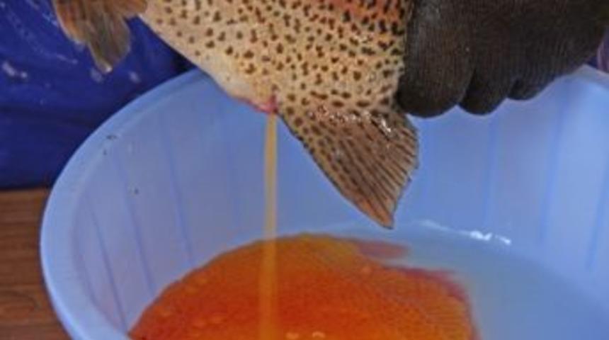 Ahlat&rsquo;ta Alabalık Sağımı Başladı