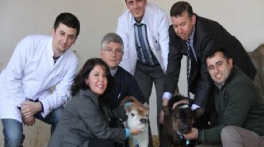 T&uuml;rkiye&rsquo;nin İlk Klon Sığırları Anne Oldu