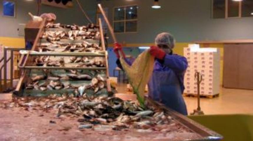 D&uuml;nya T&uuml;rk Balıklarını Tercih Etti