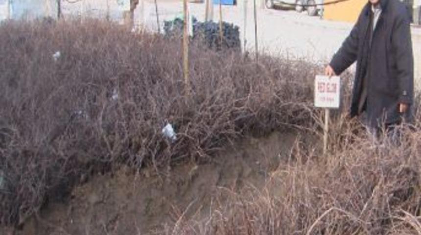 Sultaniye &Uuml;reticisi Alternatif &Uuml;r&uuml;ne Y&ouml;neldi