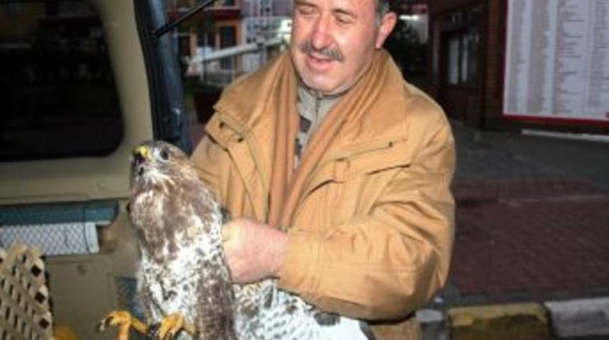 Yaralı Atmacayı İşadamı Akbaba Kurtardı