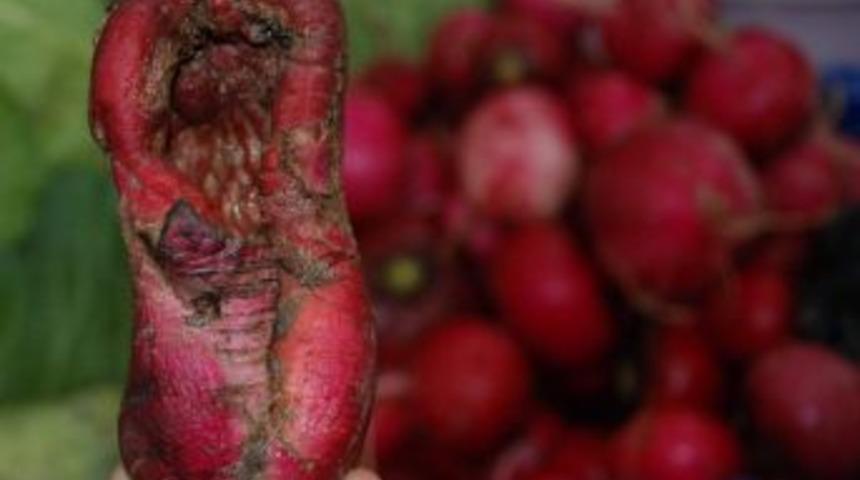 Ayakkabı Şeklinde Turp