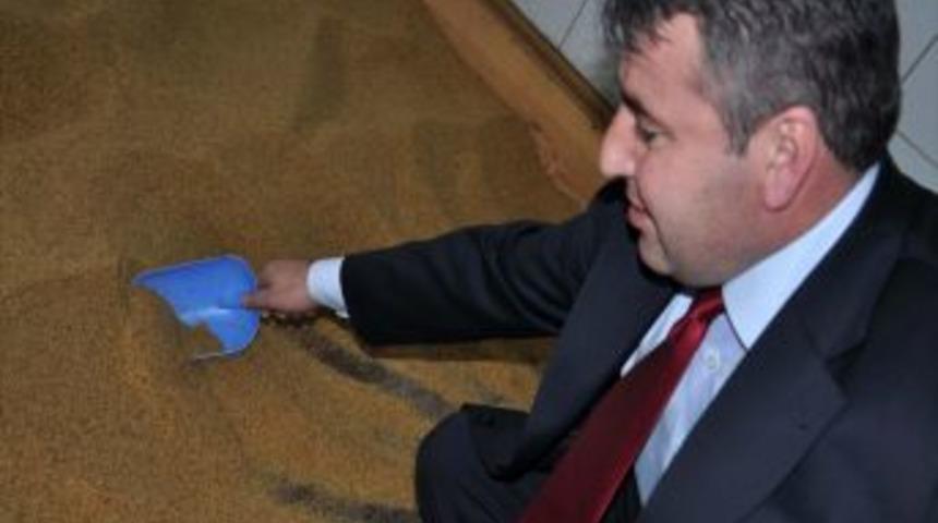 Susam Karaborsaya D&uuml;şt&uuml;