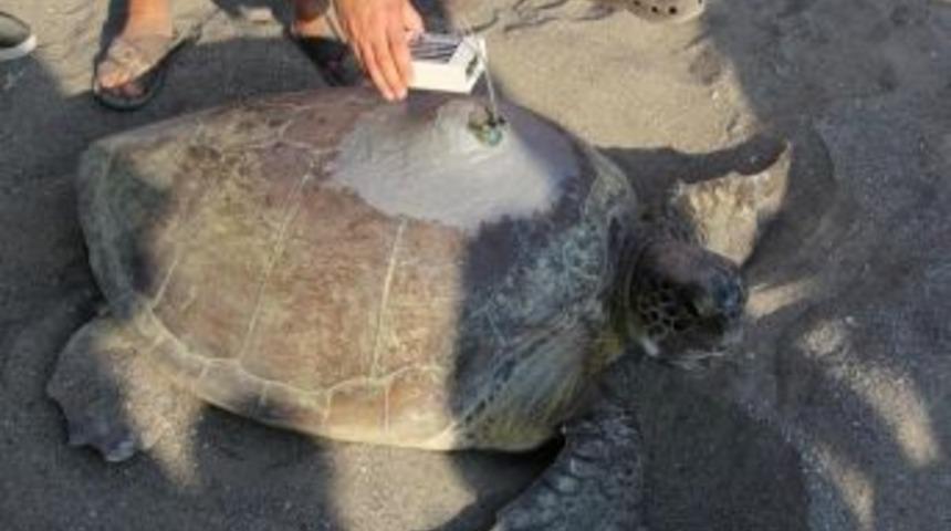 Yeşil Deniz Kaplumbağası Defne, Bardawil G&ouml;l&uuml;'n&uuml; Sevdi