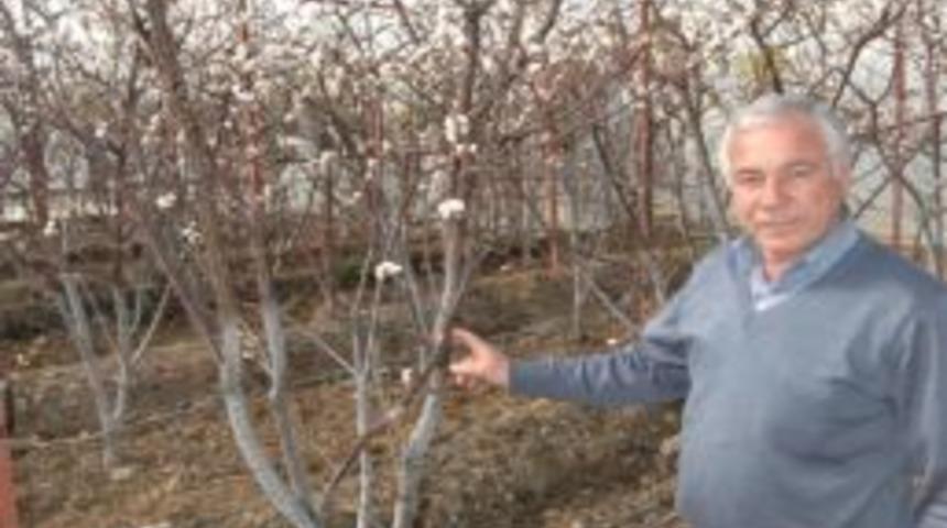 Sera Altı Kayısılar &Ccedil;i&ccedil;ek A&ccedil;tı