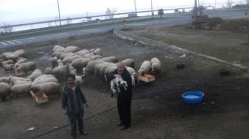 Ordu Damızlık Birliği &Uuml;yelerine Kaba Yem Rasyonu Getirdi
