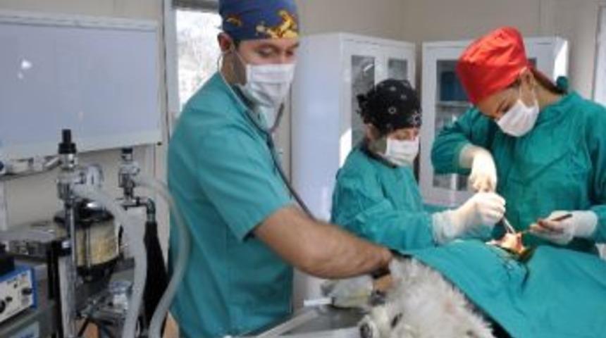 &ldquo;k&ouml;p&uuml;k&rdquo; Ameliyatla Sağlığına Kavuştu