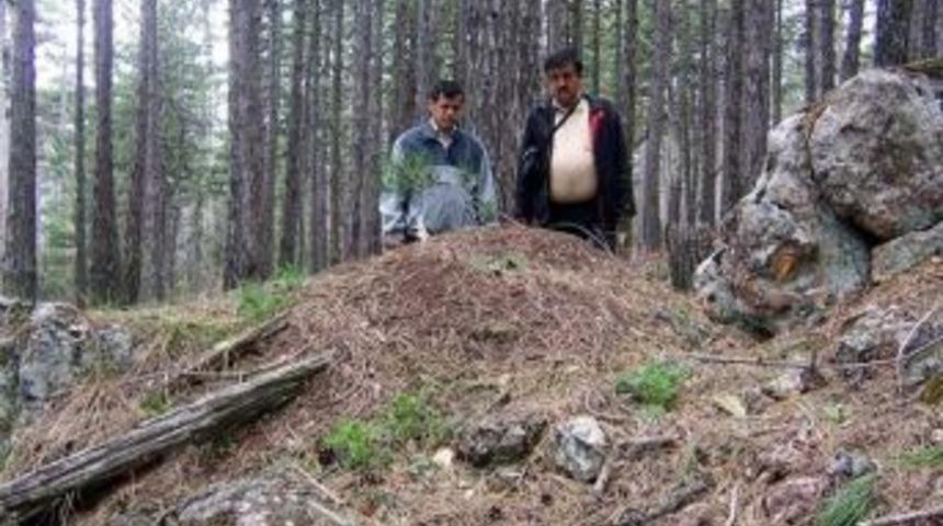 Orman B&ouml;lge M&uuml;d&uuml;rl&uuml;ğ&uuml;'nden "kırmızı Orman Karınca Transplantasyonu"