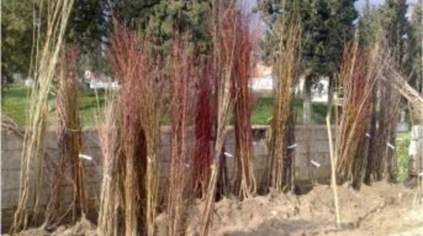 Fidan Satışlarında Yeni Uygulama