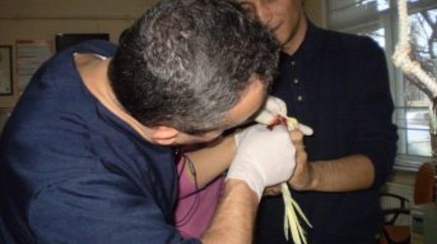 Papağan Miskin'e T&uuml;m&ouml;r Operasyonu