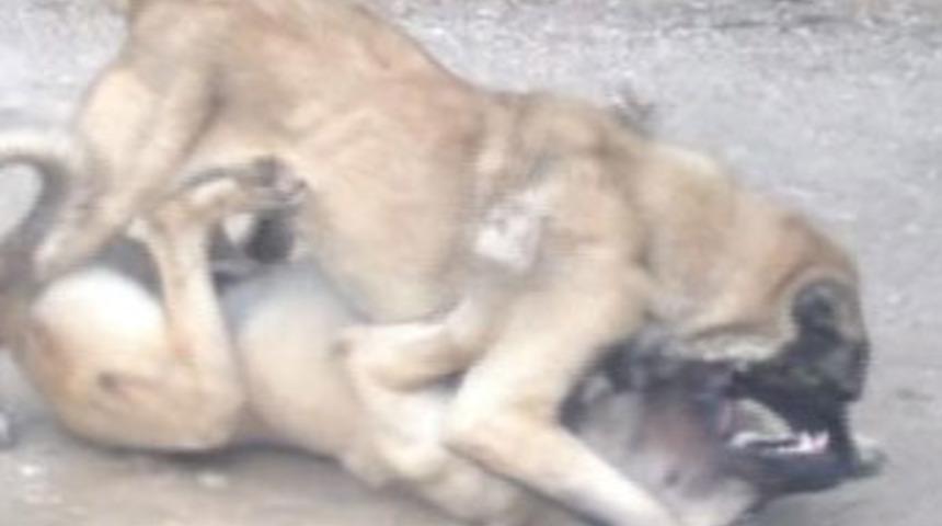 Antalya'da k&ouml;pek d&ouml;v&uuml;ş&uuml; vahşeti!