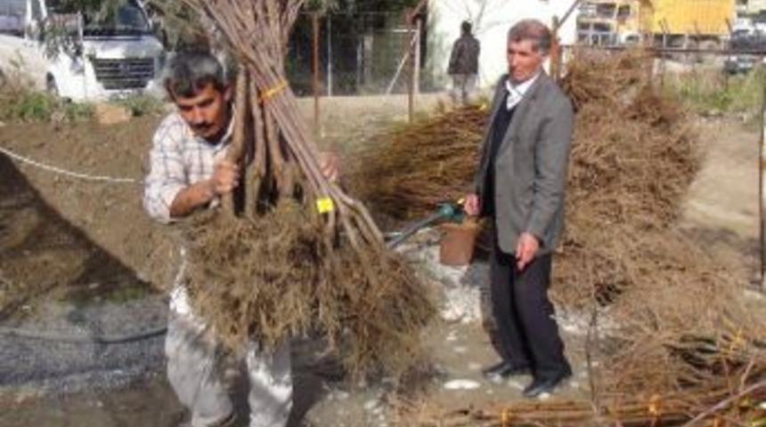 Gazipaşa Akdeniz&rsquo;in Meyve Cenneti Olacak