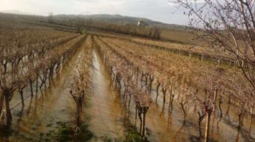 Yağışlar, Sultaniye &Uuml;z&uuml;m&uuml; Ambarı Sarıg&ouml;l&rsquo;de Etkili Oldu