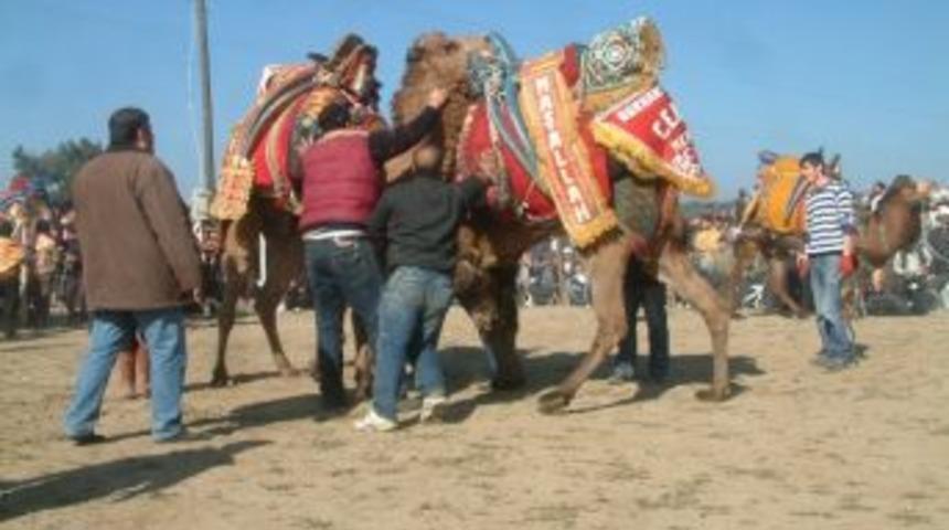 Burhaniye&rsquo;de Deve G&uuml;reşlerine Yağmur Engeli